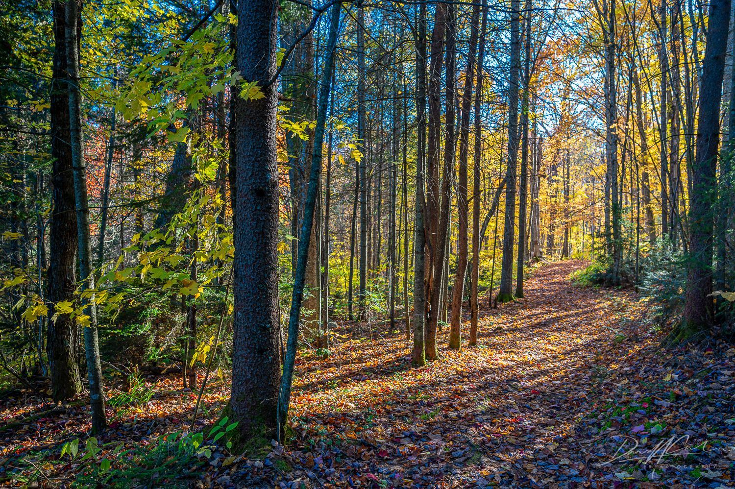 The sun is shining through the trees on a path in the woods.