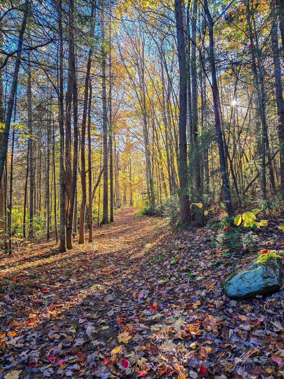The sun is shining through the trees on a path in the woods.