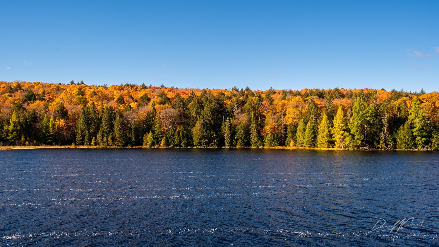A lake surrounded by trees on a sunny day