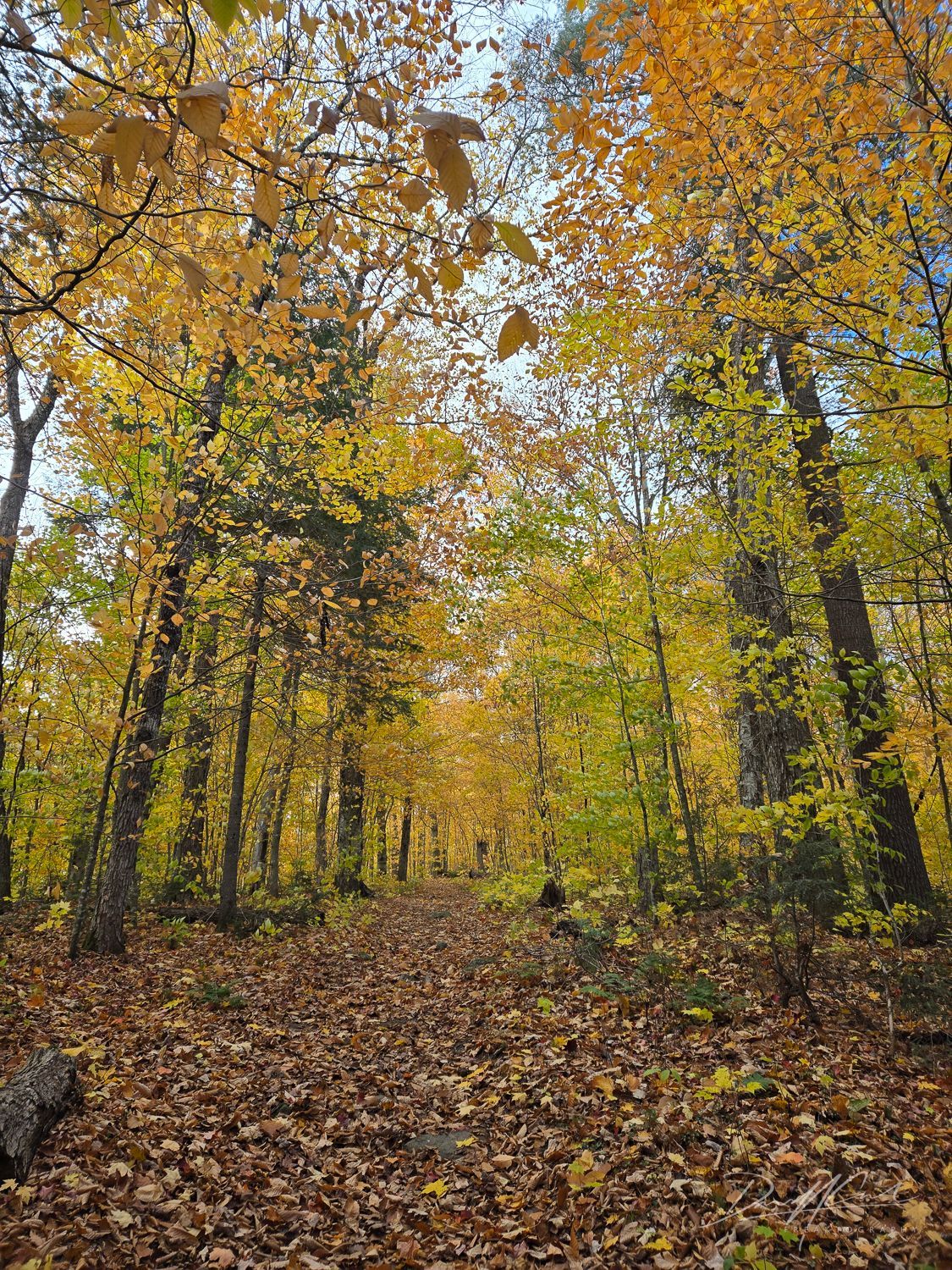 A path in the middle of a forest covered in leaves.