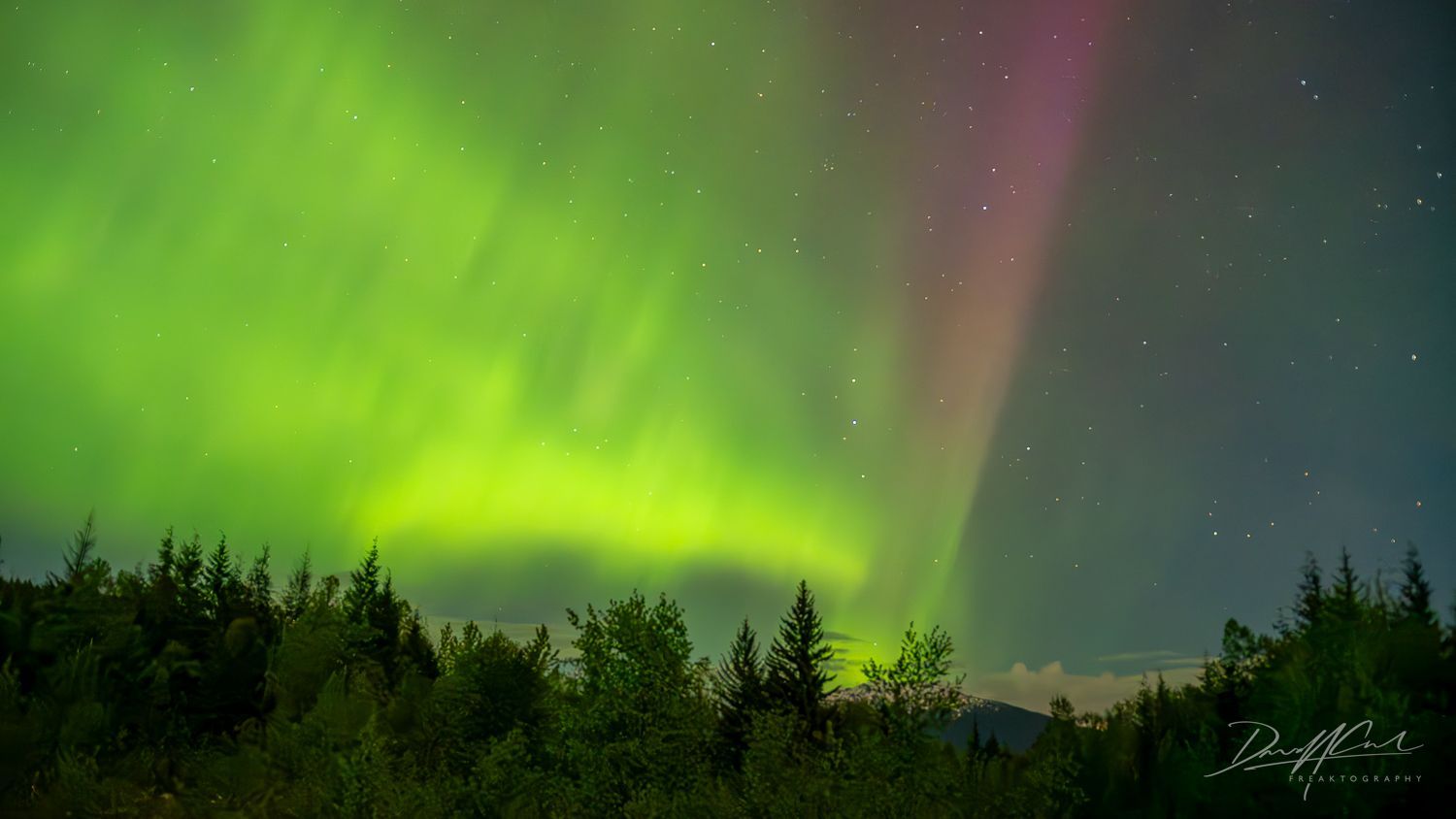 The aurora borealis is dancing in the night sky over a forest.