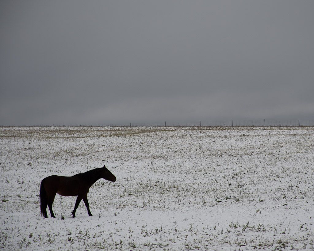 A horse is standing in the middle of a snowy field.