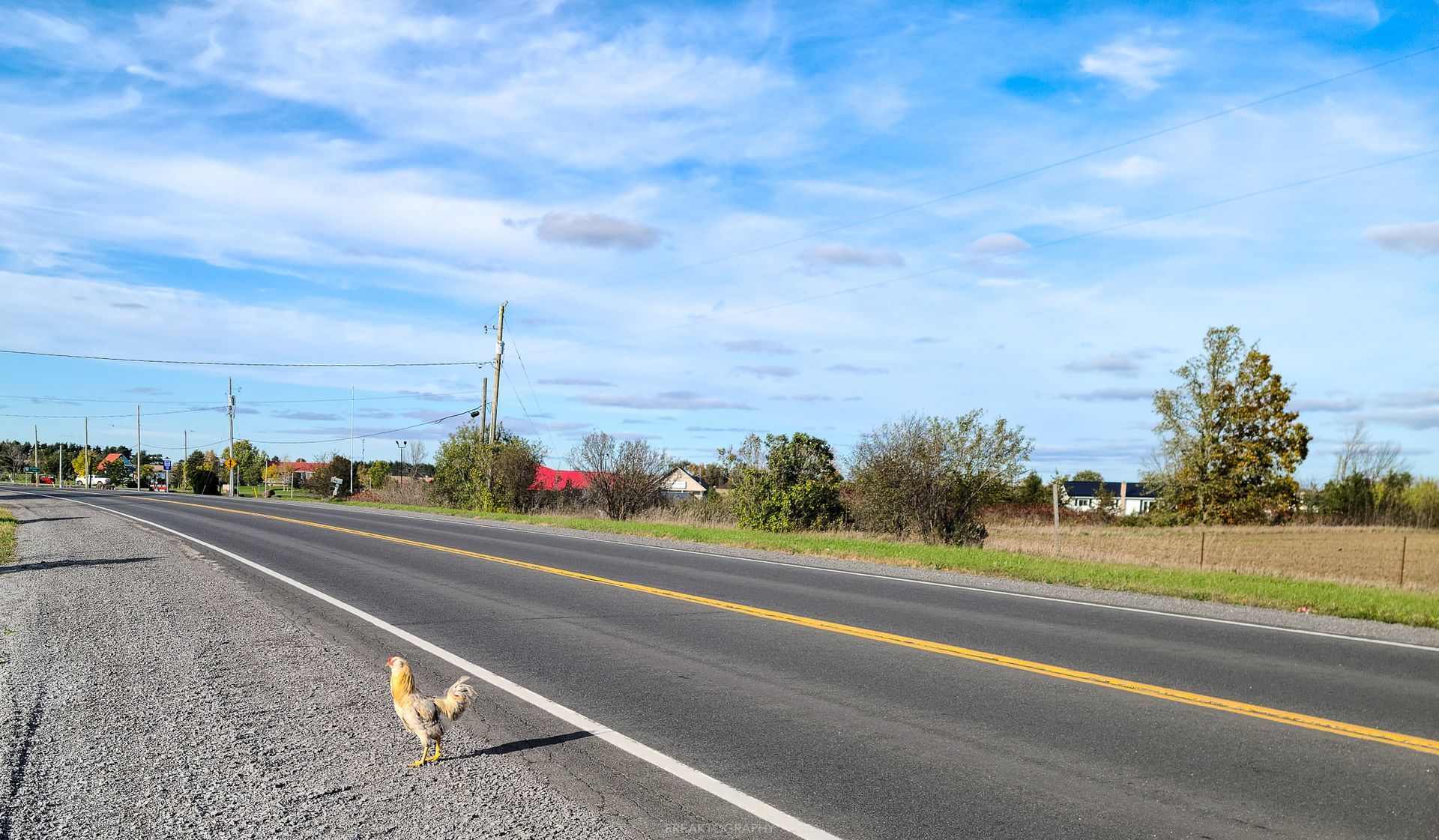 A chicken is standing on the side of a road.