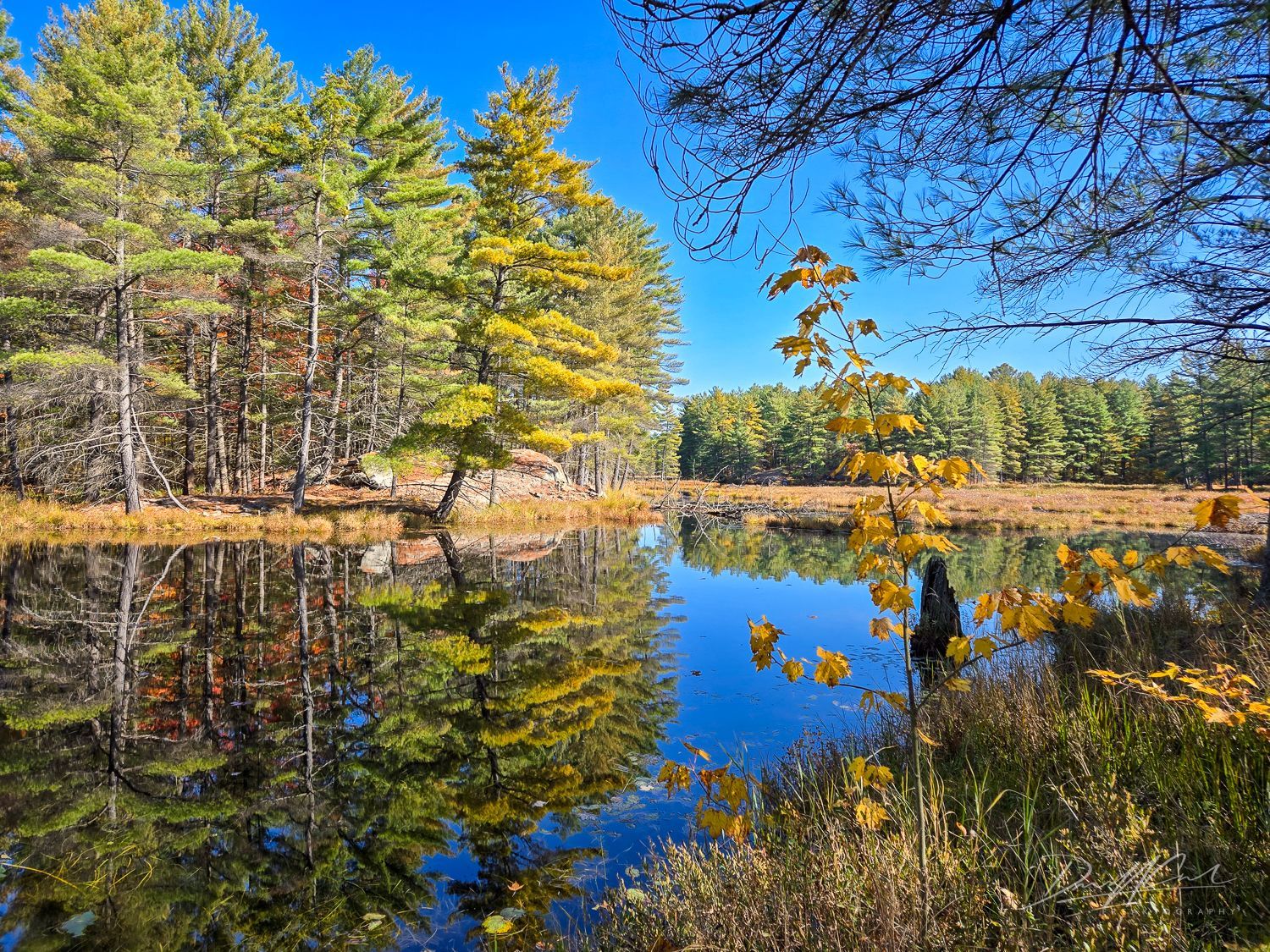 A lake surrounded by trees on a sunny day
