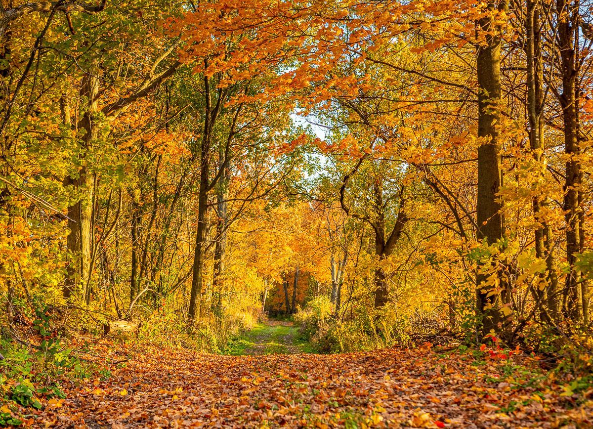 A path in the middle of a forest covered in leaves.