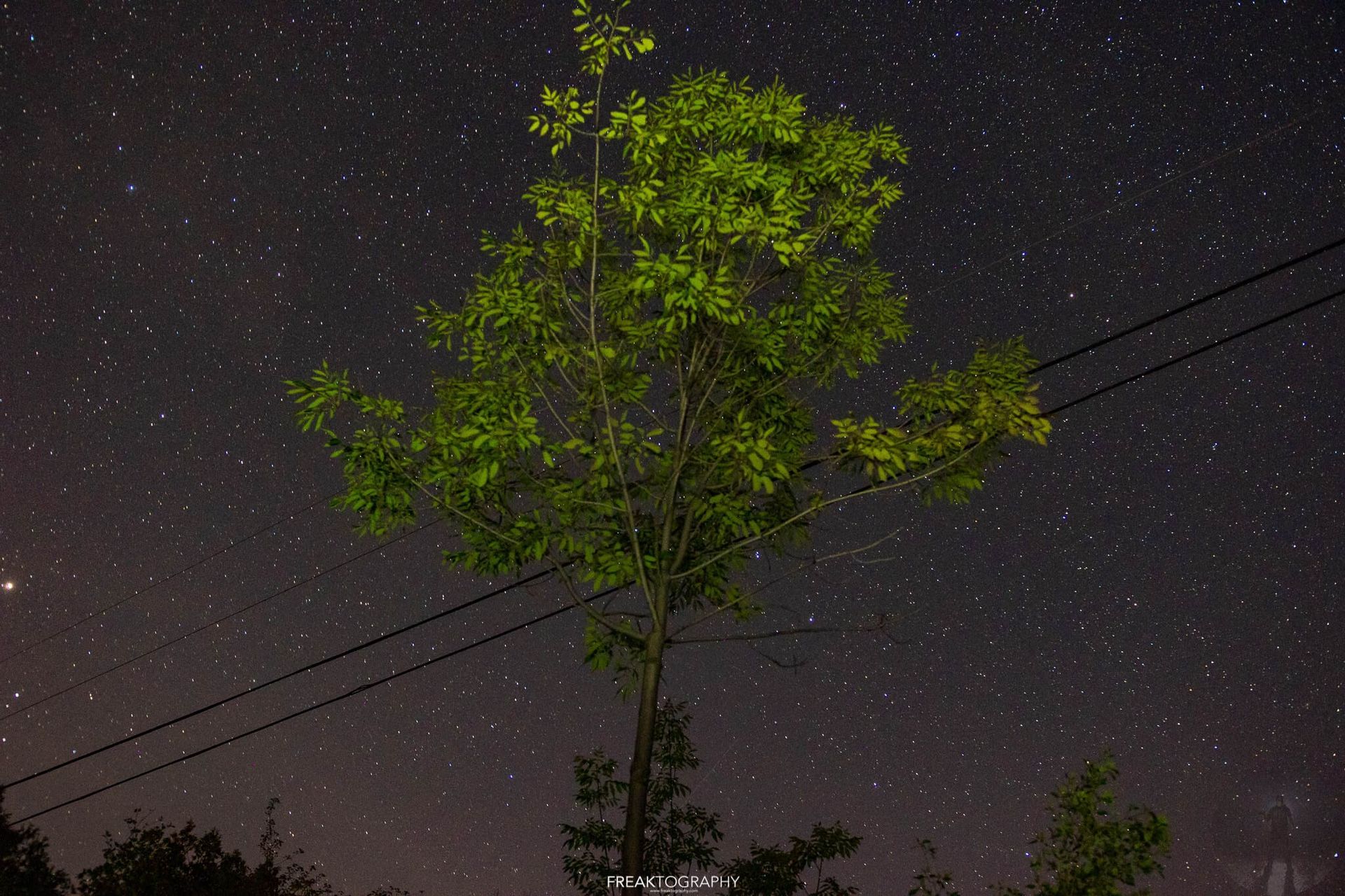 A tree in the middle of a starry night sky