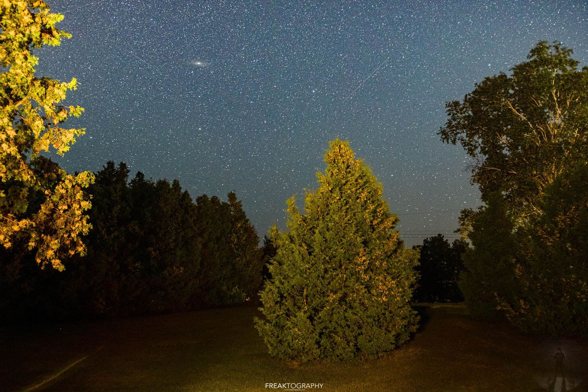 A starry night sky with trees in the foreground