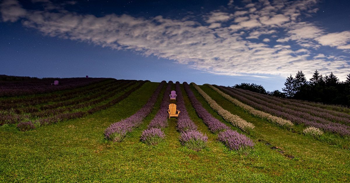 A field of lavender flowers under a blue sky with clouds