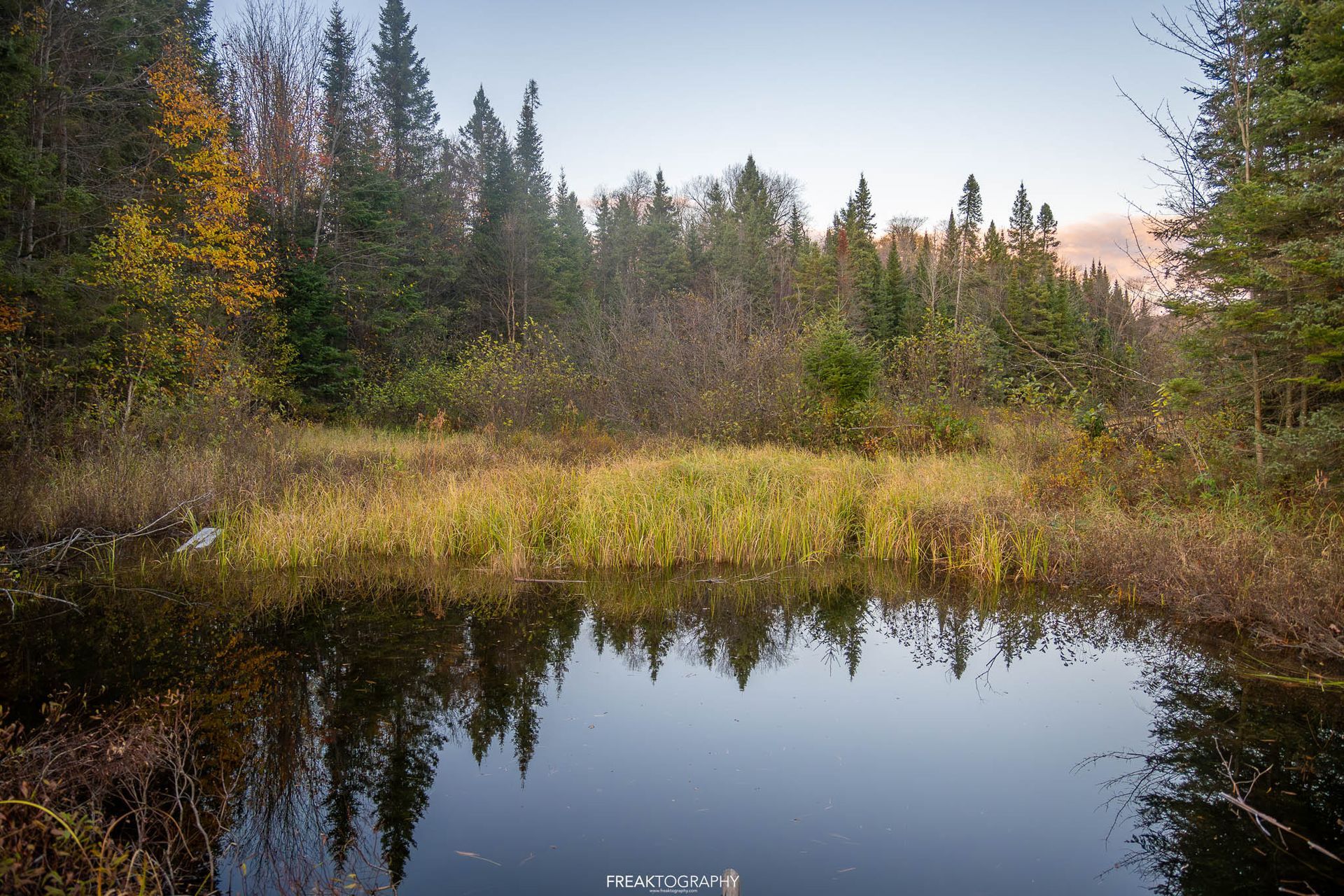 A small pond in the middle of a forest with trees reflected in the water.