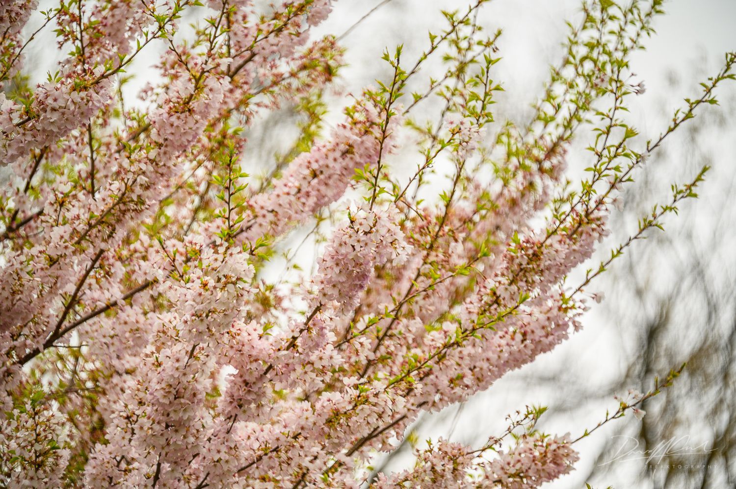 A close up of a cherry blossom tree with pink flowers and green leaves.