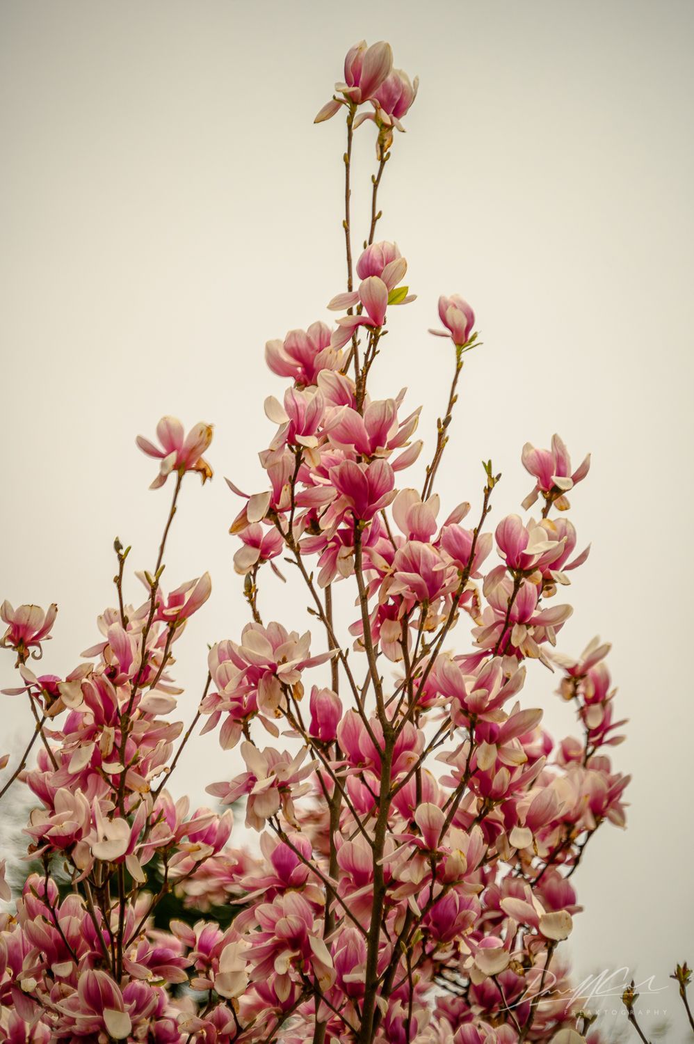 A tree with lots of pink flowers on it