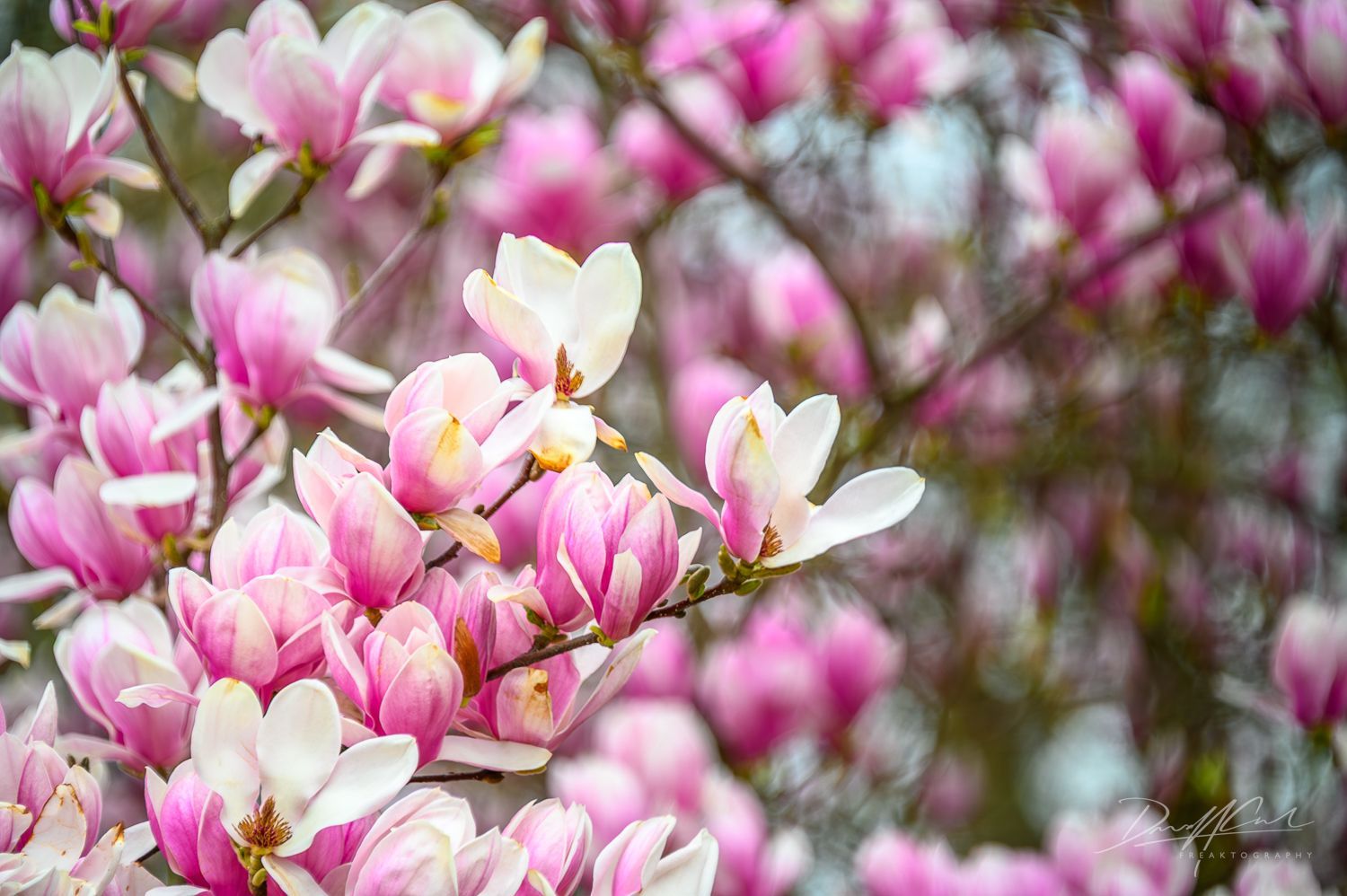 A close up of a magnolia tree with pink and white flowers.