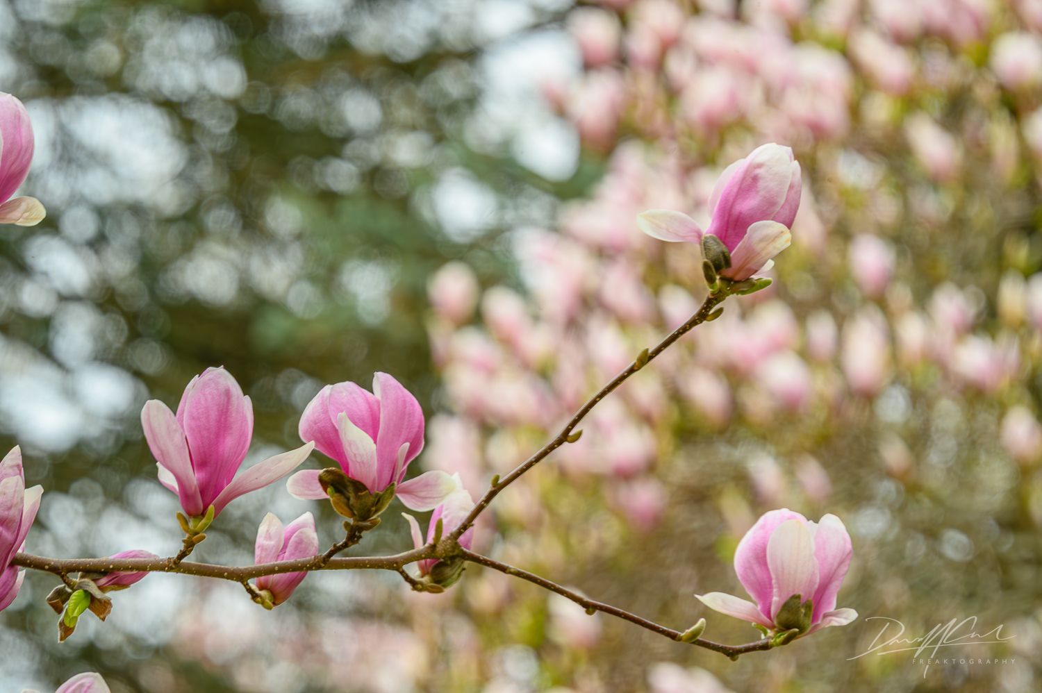 A close up of a magnolia tree branch with pink flowers.