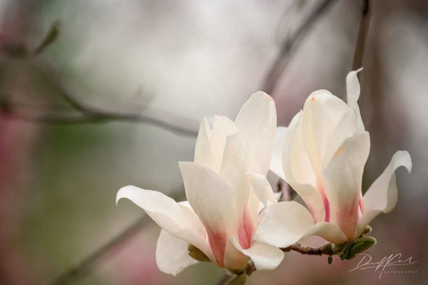 A close up of two white flowers on a tree branch.