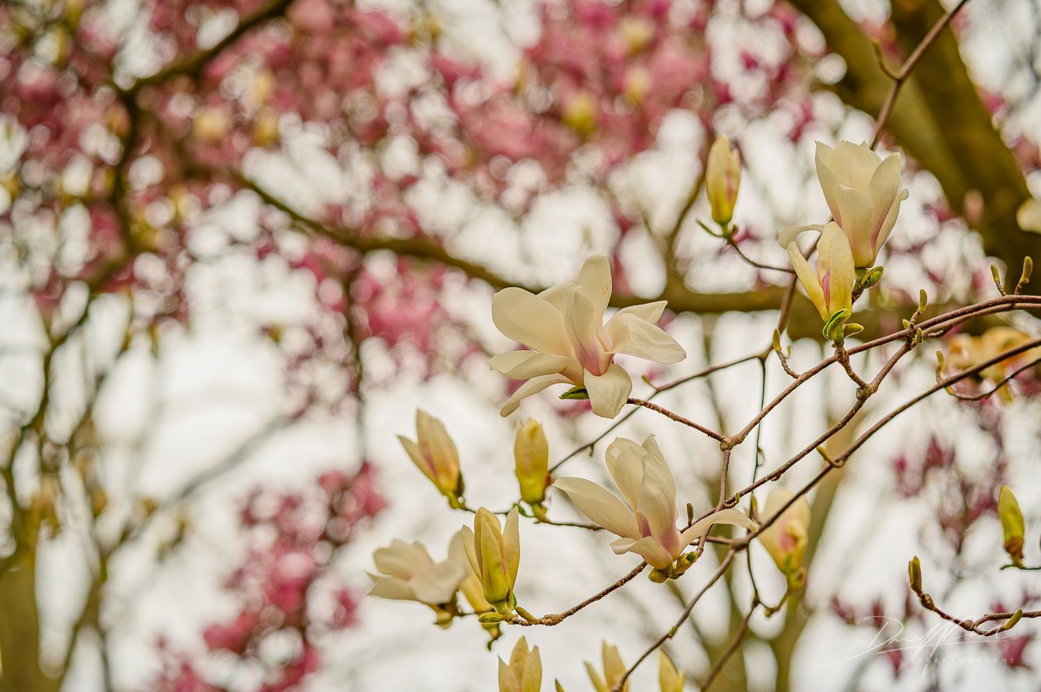 A close up of a tree branch with pink and white flowers.