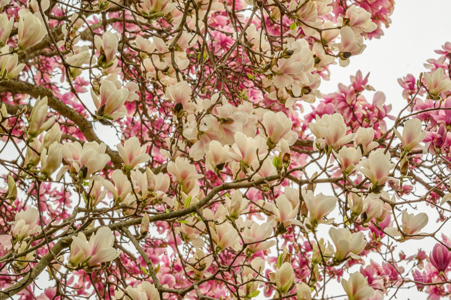 A tree with lots of pink and white flowers on it