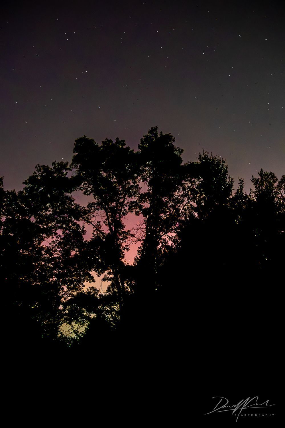 A tree is silhouetted against a starry night sky