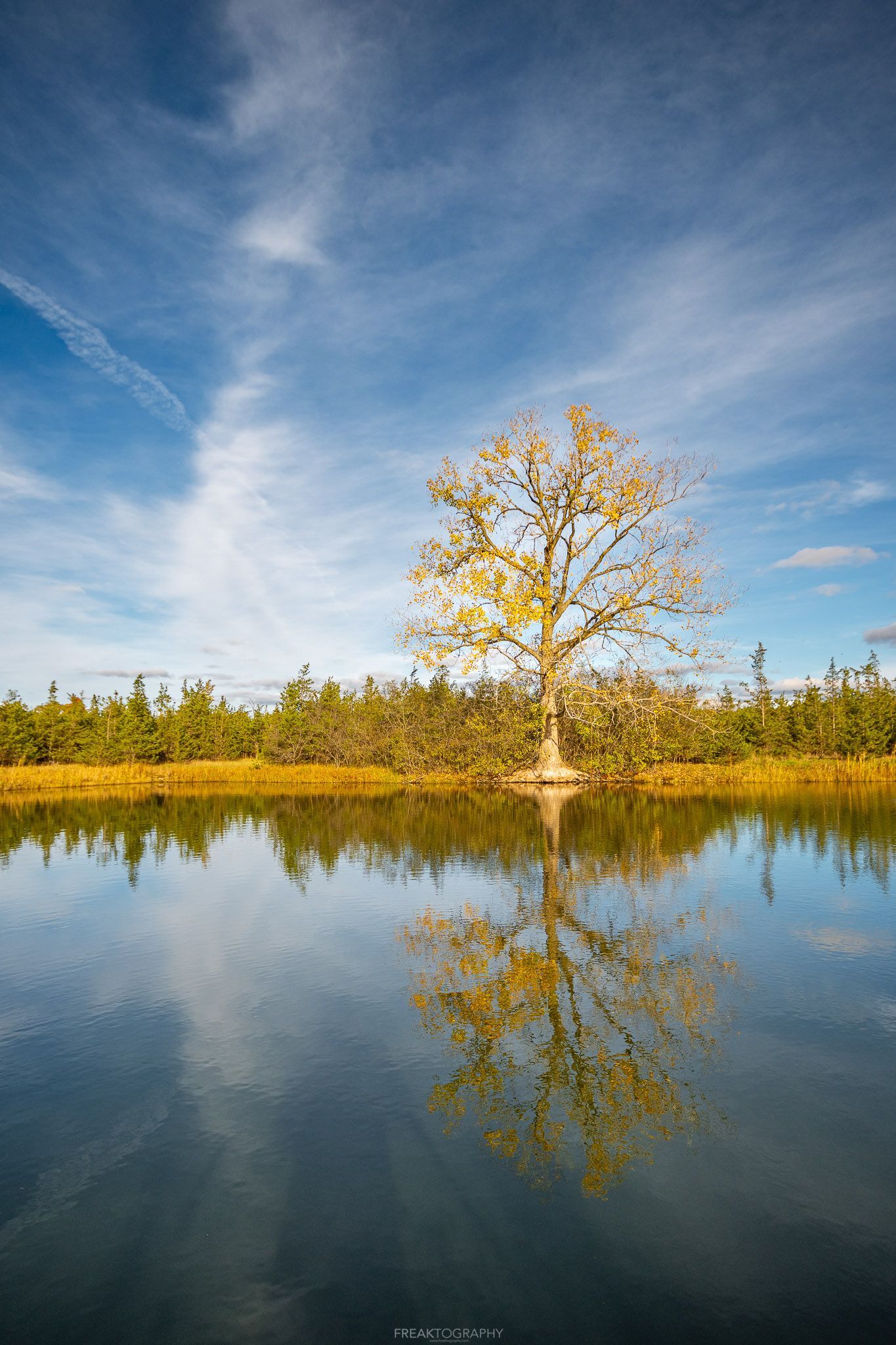 A tree is reflected in the water of a lake.