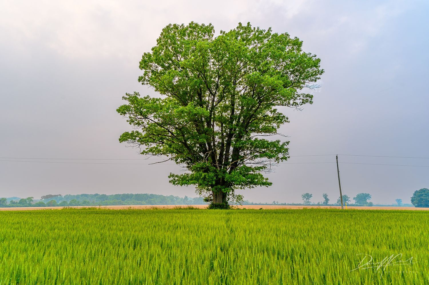 A tree in the middle of a green field.