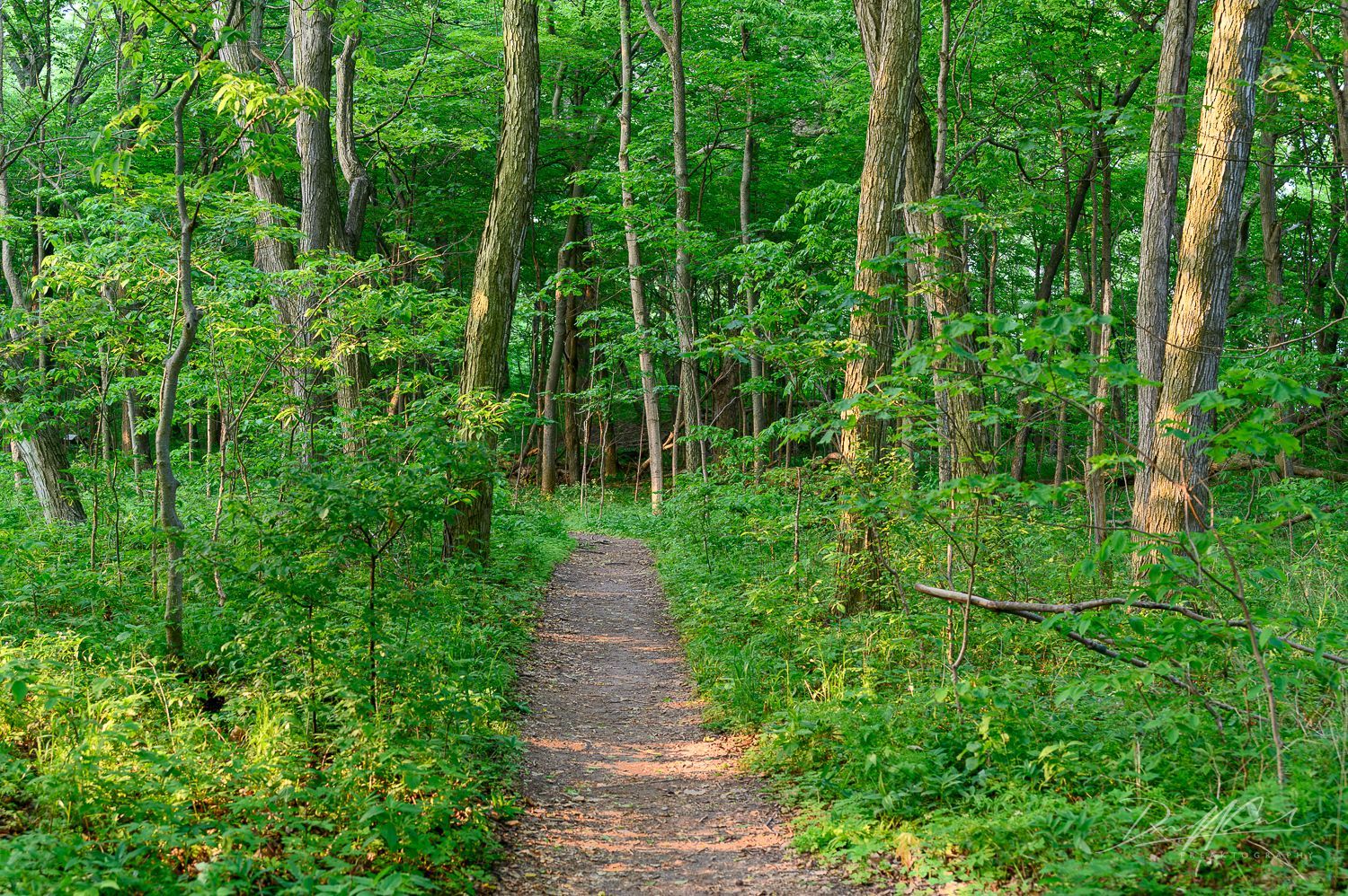 A path in the middle of a lush green forest.