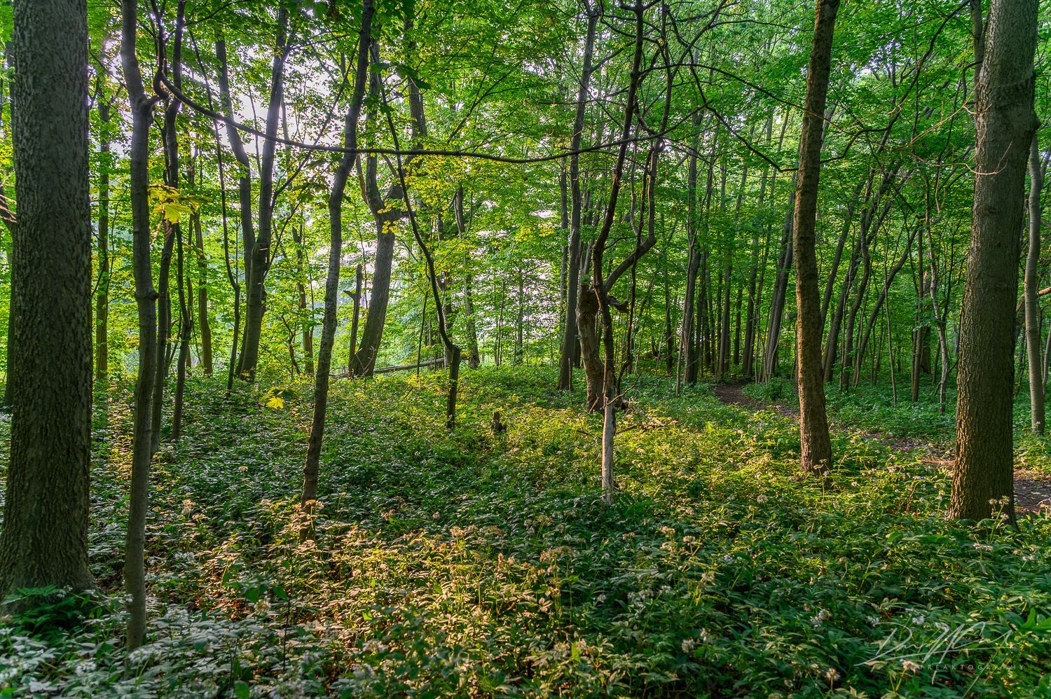 The sun is shining through the trees in the forest.
