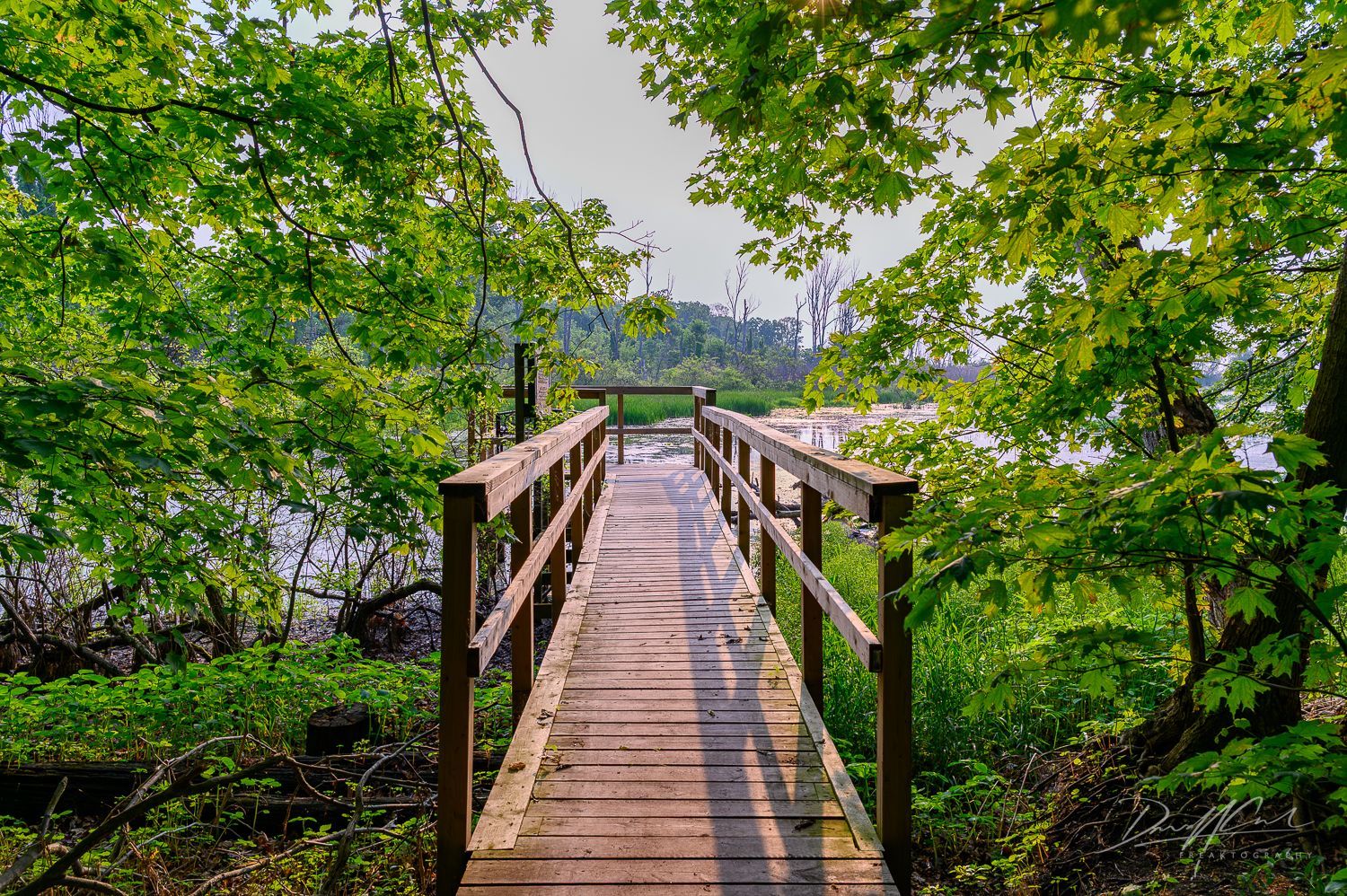 A wooden bridge leading to a lake in the middle of a forest.