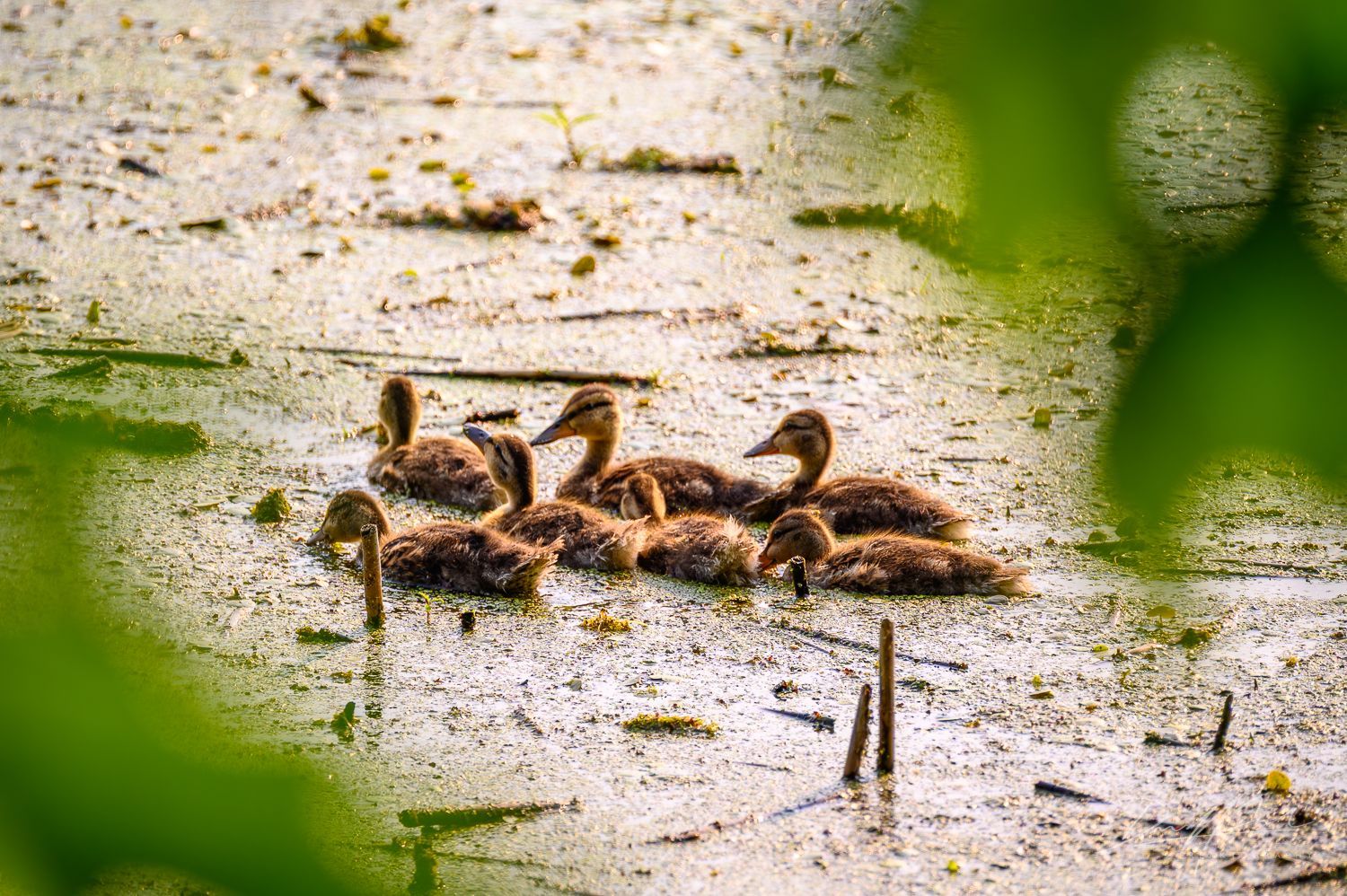 A group of ducklings are swimming in a pond.