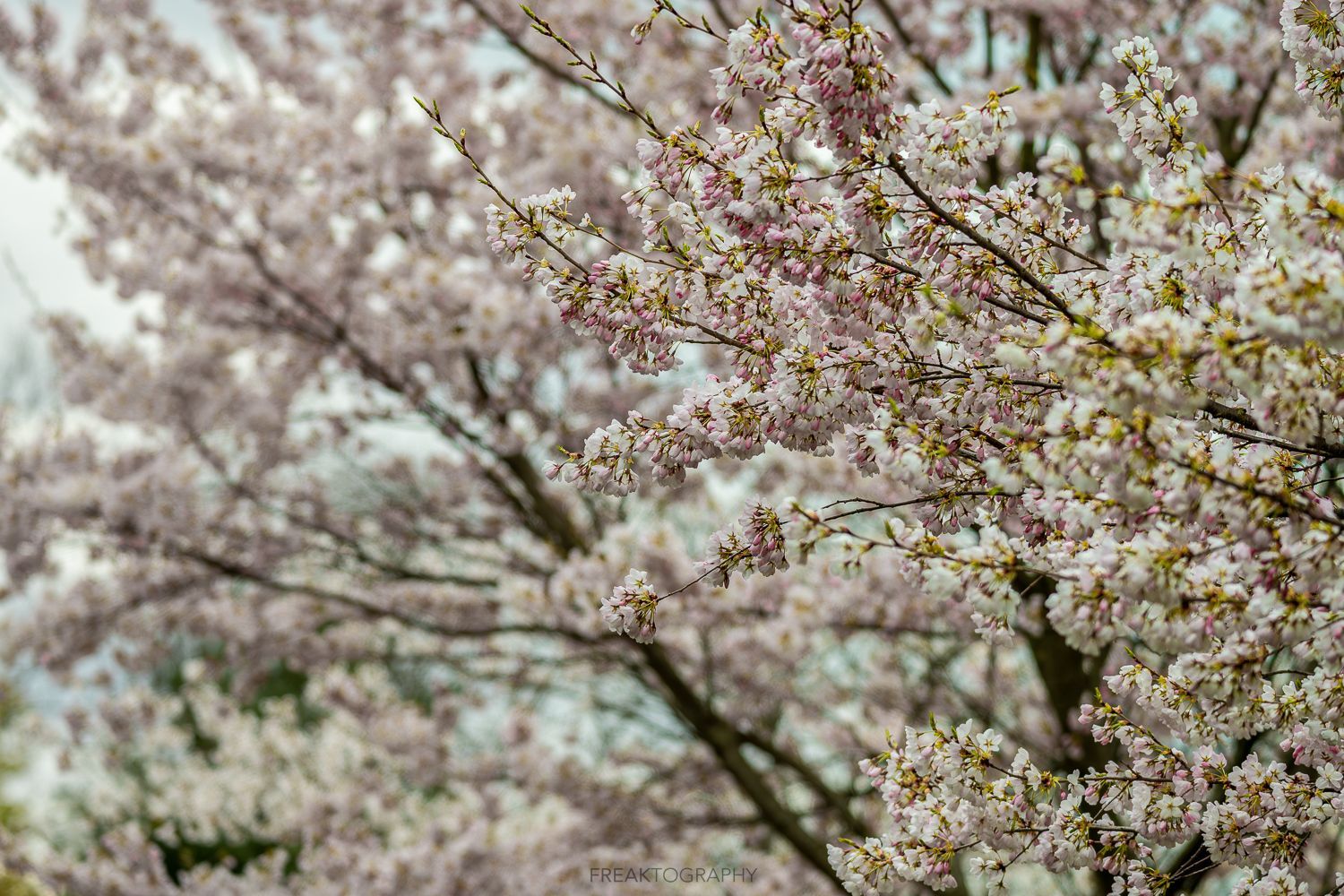 A close up of a cherry blossom tree in full bloom.