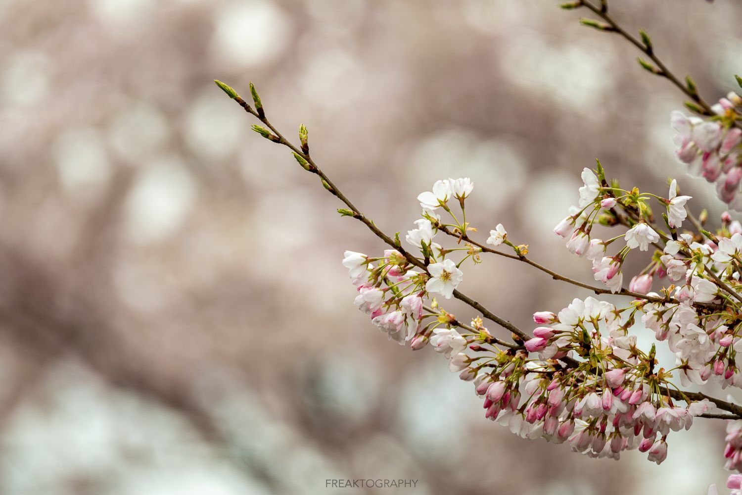 A close up of a cherry blossom tree branch with pink and white flowers.