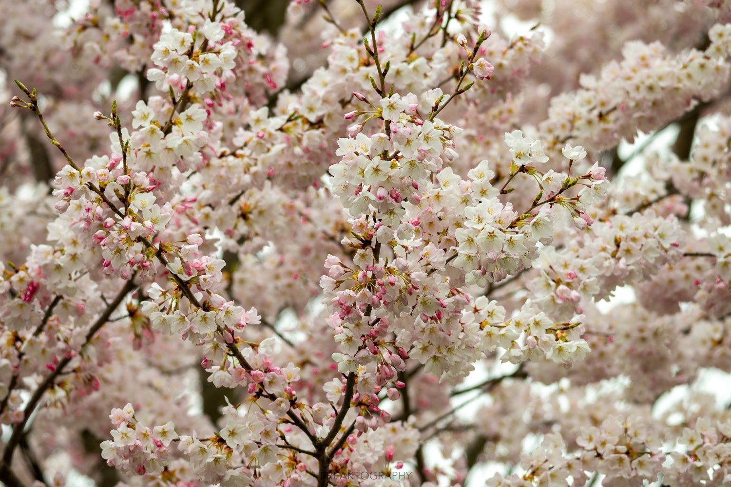 A close up of a cherry blossom tree with pink and white flowers.