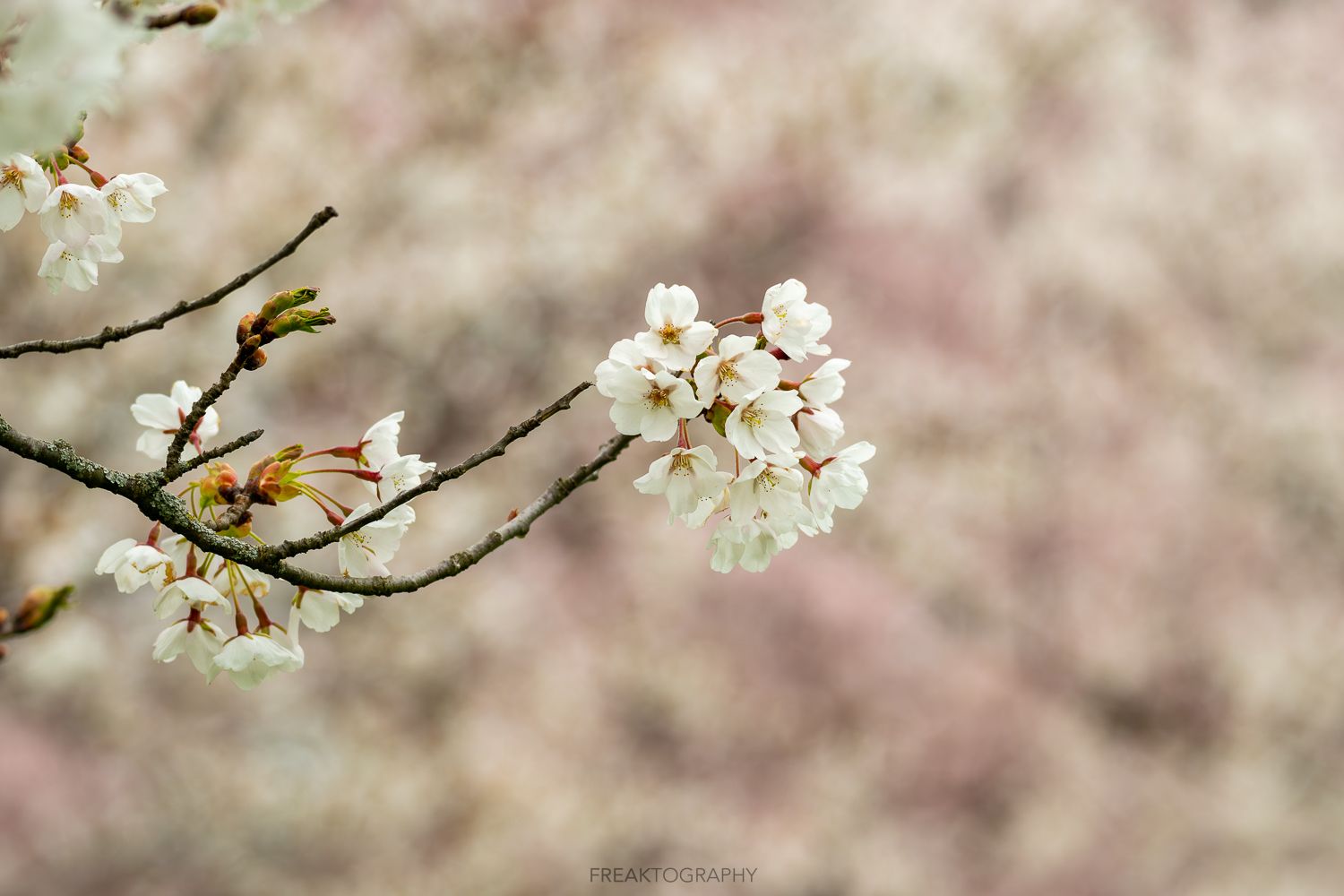 A close up of a cherry blossom tree branch with white flowers.