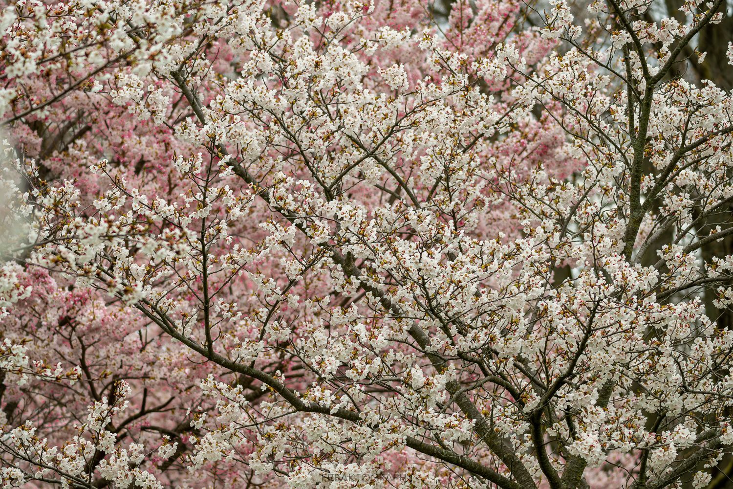 A close up of a cherry blossom tree with pink and white flowers.