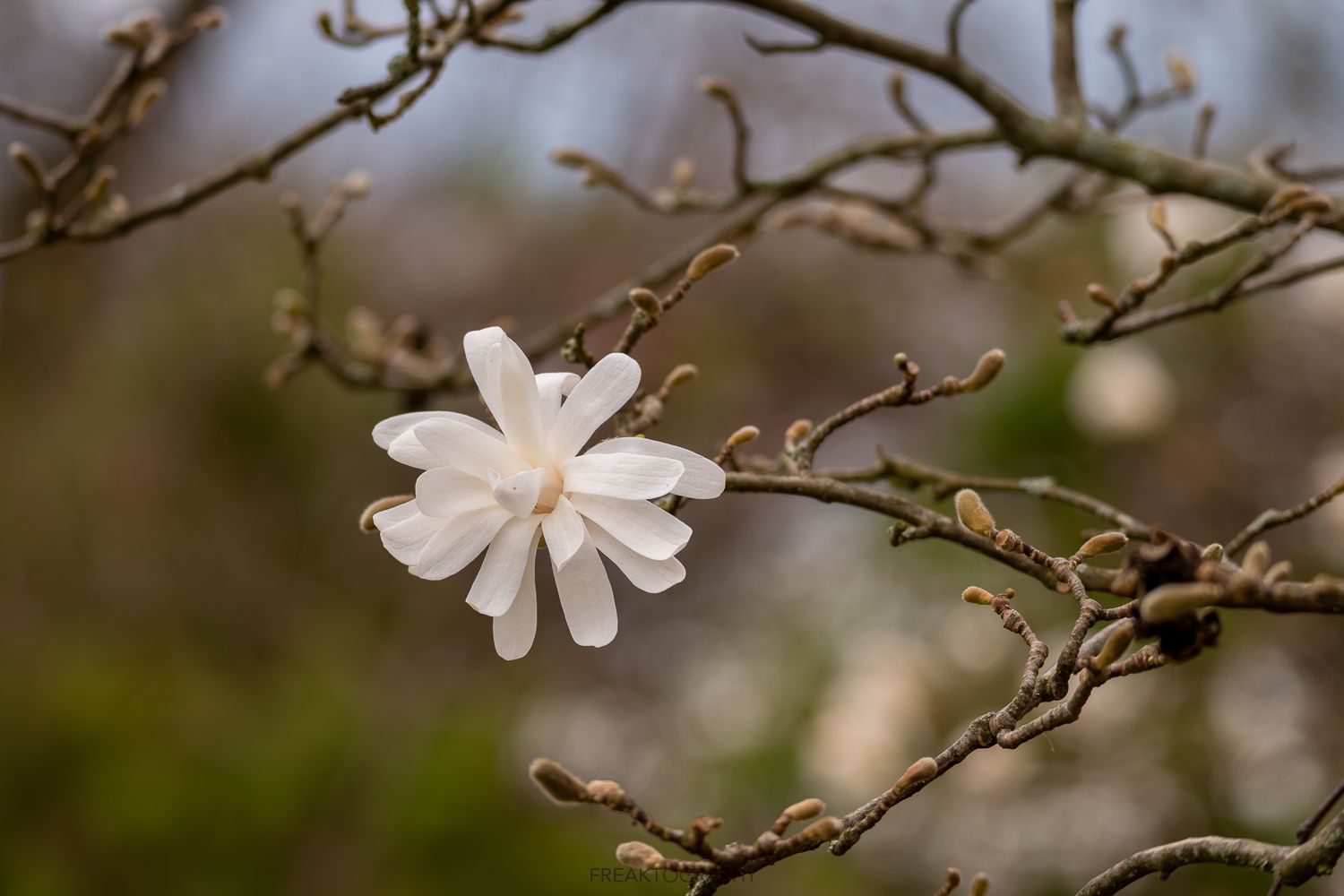 A close up of a white flower on a tree branch.