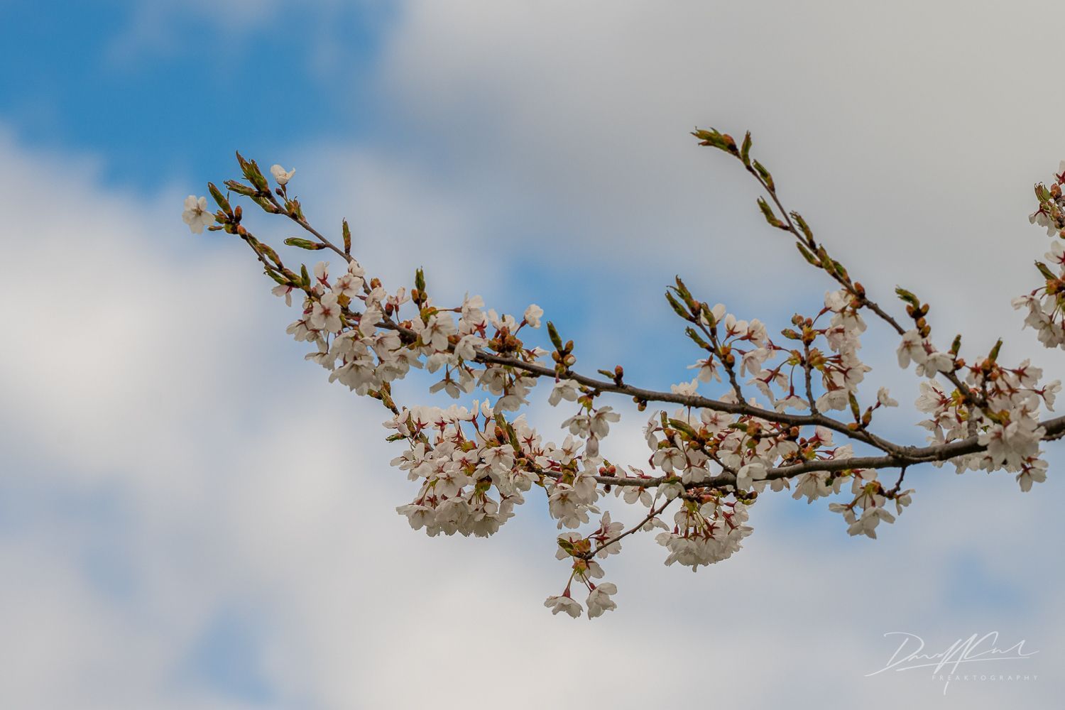 A tree branch with white flowers against a blue sky with clouds.