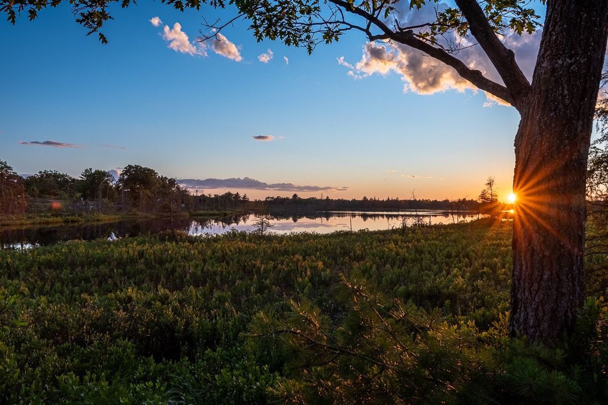 The sun is setting over a lake with a tree in the foreground.