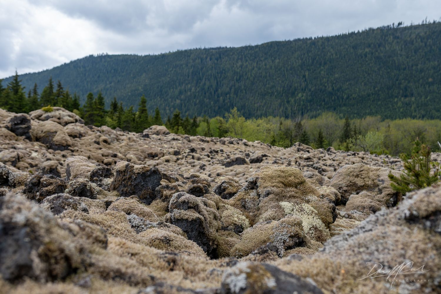 A rocky hillside with trees in the background and mountains in the background.