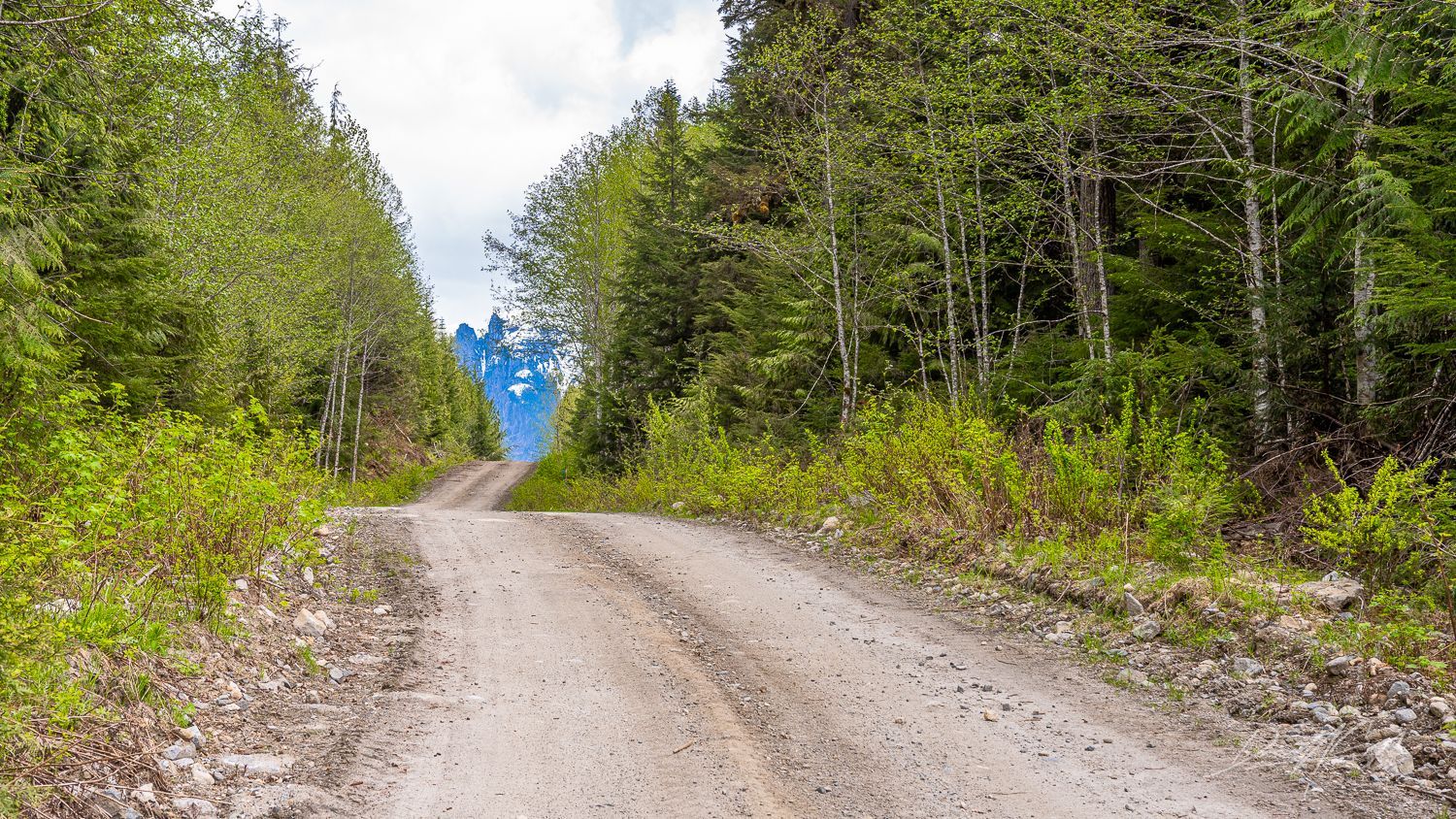 A dirt road going through a forest with a mountain in the background.