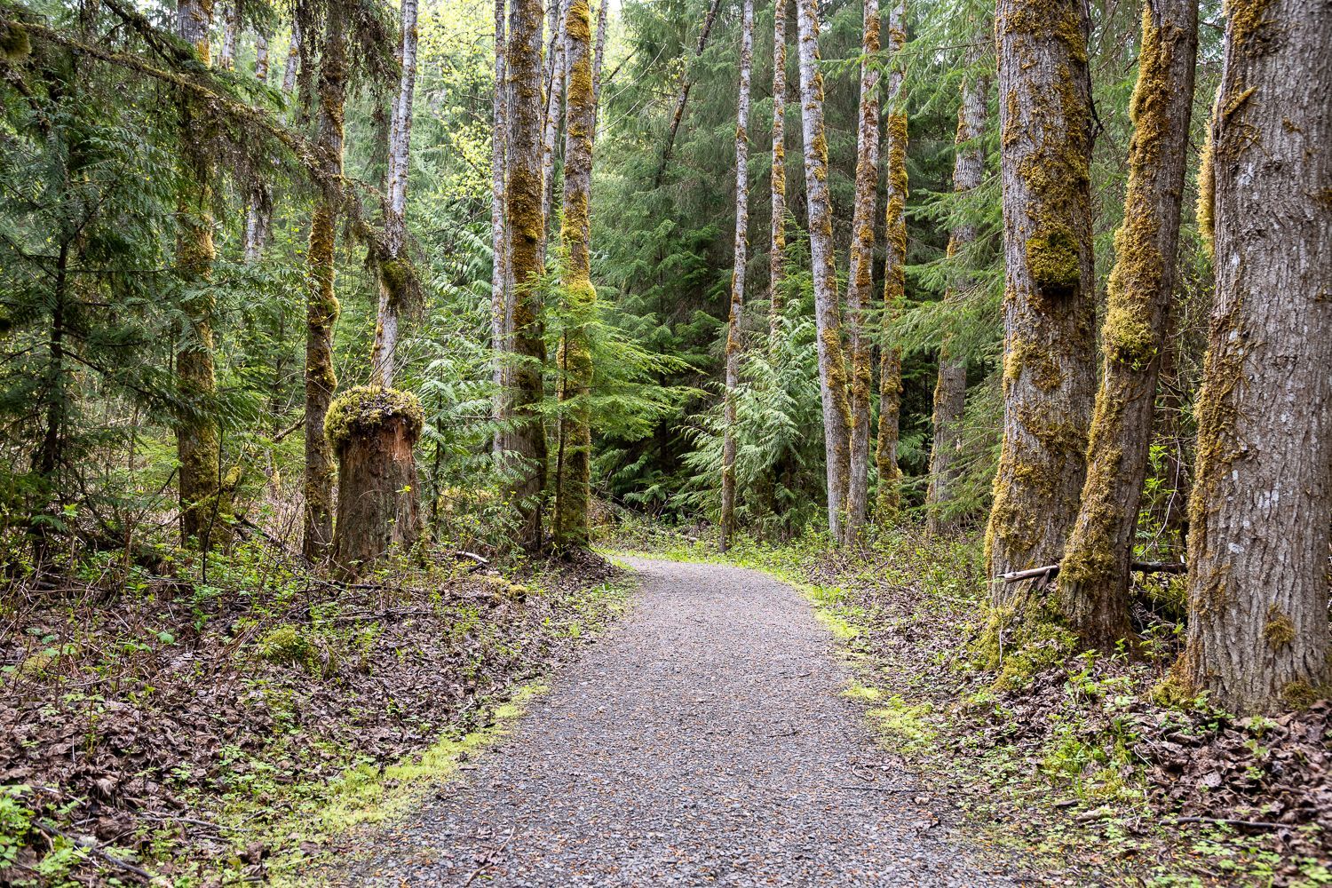 A dirt path in the middle of a forest surrounded by trees.