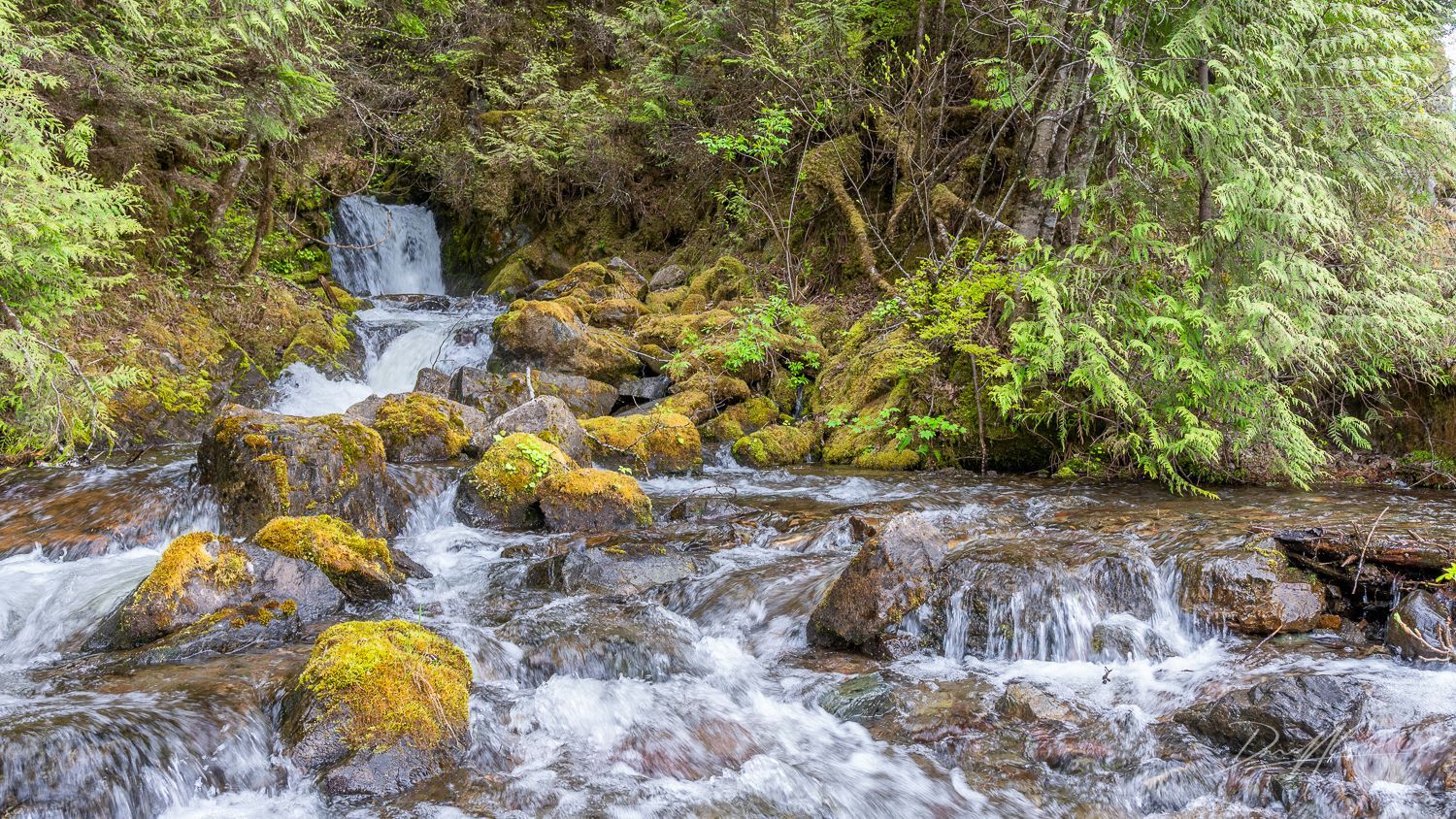 A small waterfall in the middle of a forest surrounded by rocks and trees.