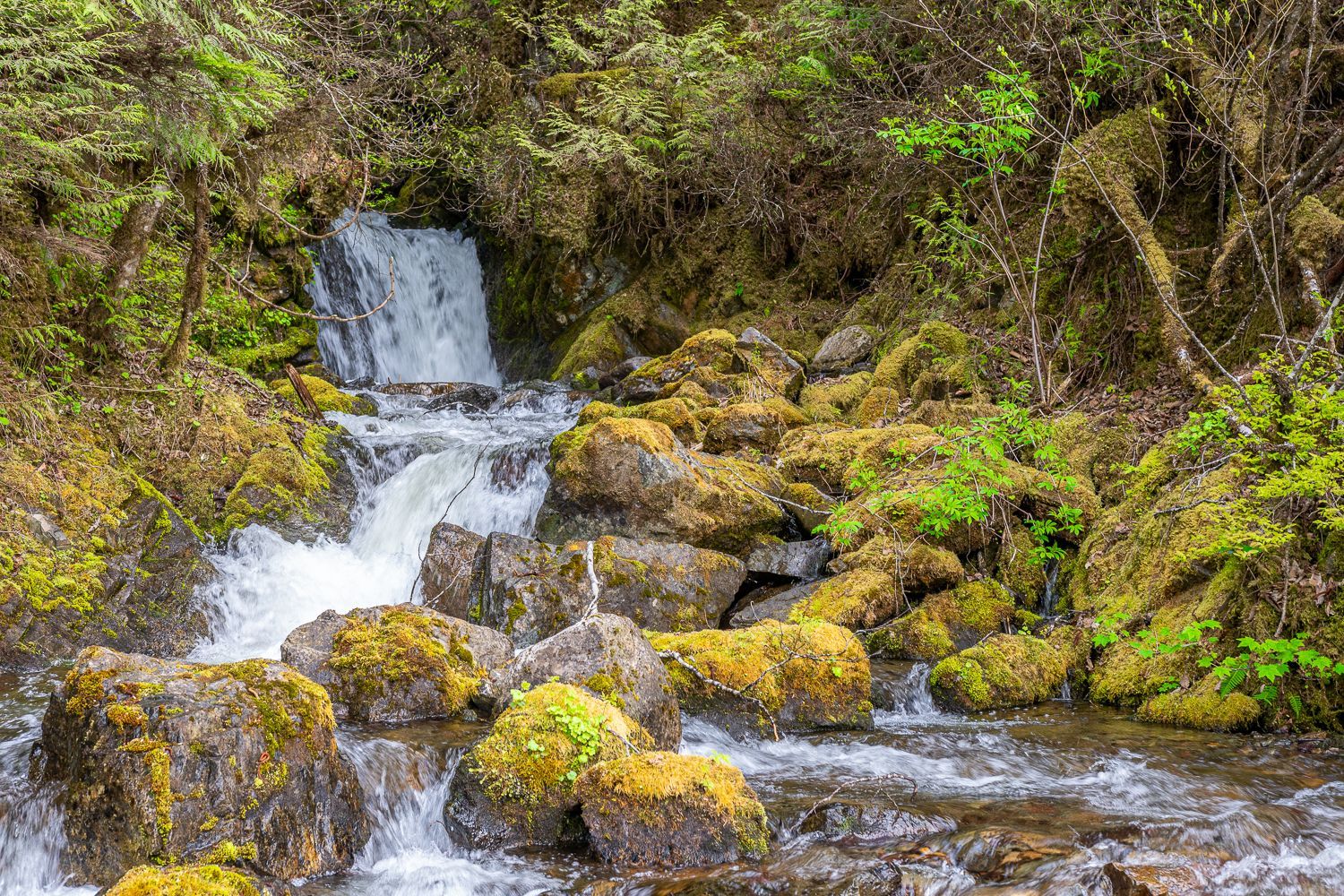 A small waterfall in the middle of a forest surrounded by mossy rocks.