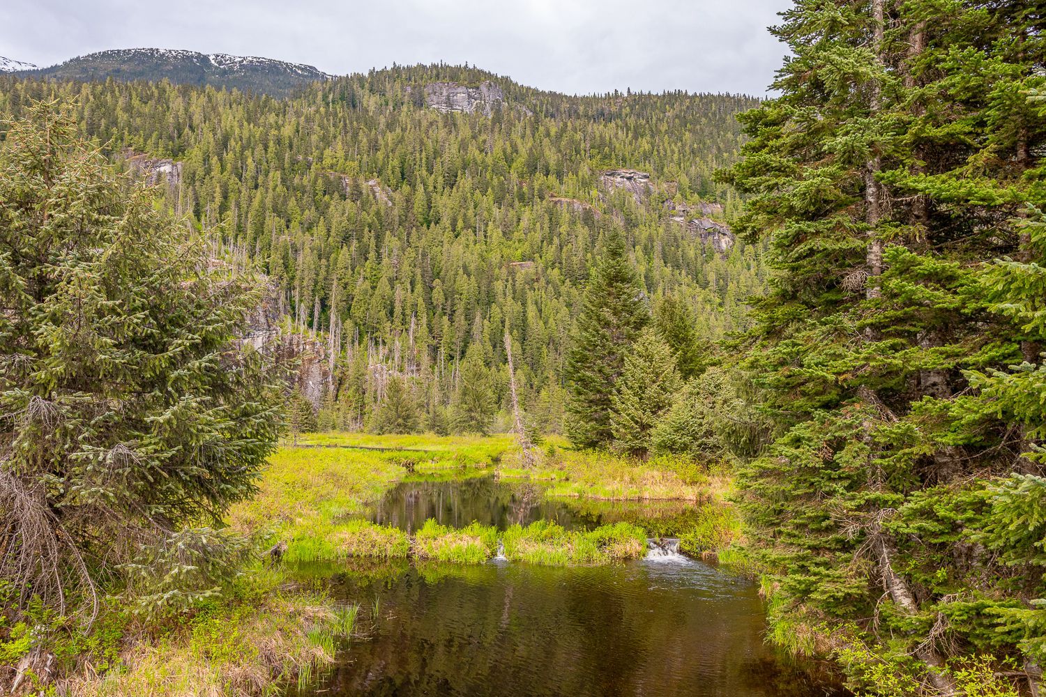 A small pond in the middle of a forest with mountains in the background.