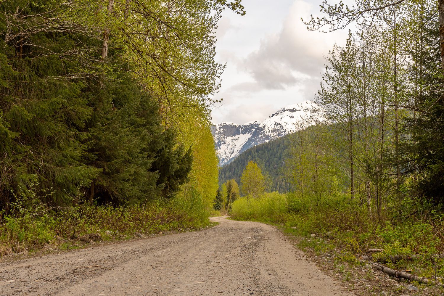 A dirt road going through a forest with mountains in the background.