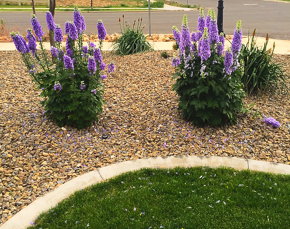 Two purple flowers are growing in a gravel garden.