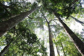 Trees in Kyogle — Plumbing Services in Kyogle, NSW