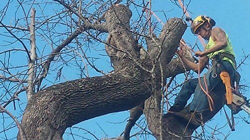 man on top of a tree - Tree Inspection in Indian Shores, FL