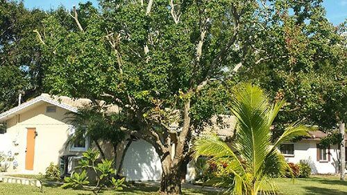 tree on a yard - Tree Inspection in Indian Shores, FL