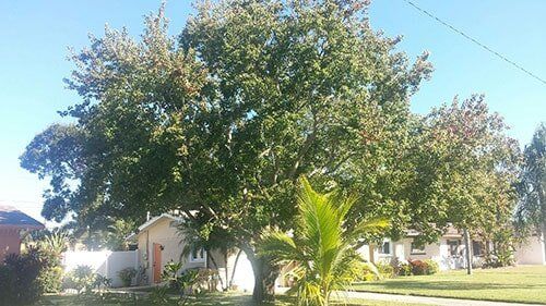 tree on a lawn - Tree Inspection in Indian Shores, FL