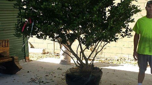 man beside a plant - Plant Diagnostics in Indian Shores, FL