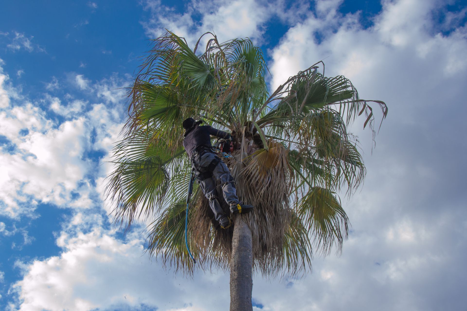 An arborist in safety gear is performing tree trimming services at the top of a tall palm tree.
