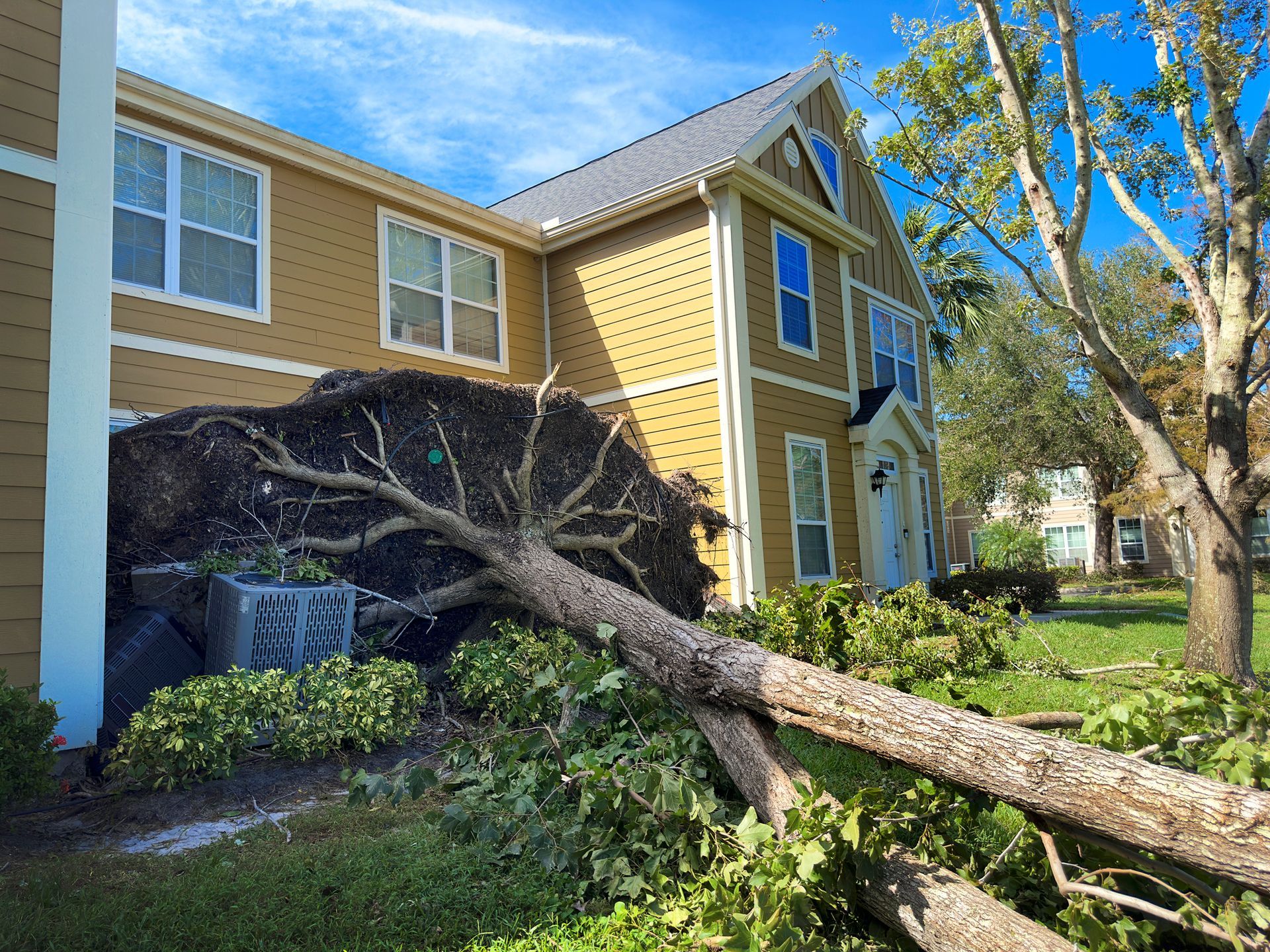 A close-up of a large fallen tree by a house after a hurricane.